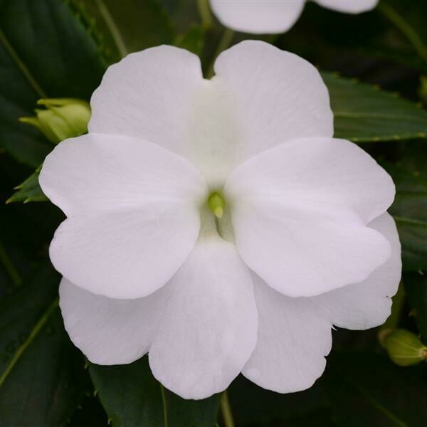 New Guinea Impatiens Clockwork White