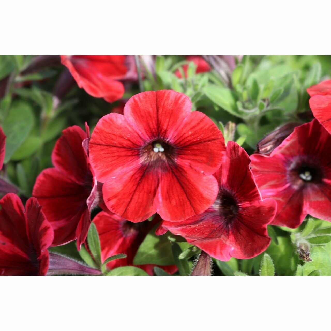 Petunia Sweetunia Fiona Flash