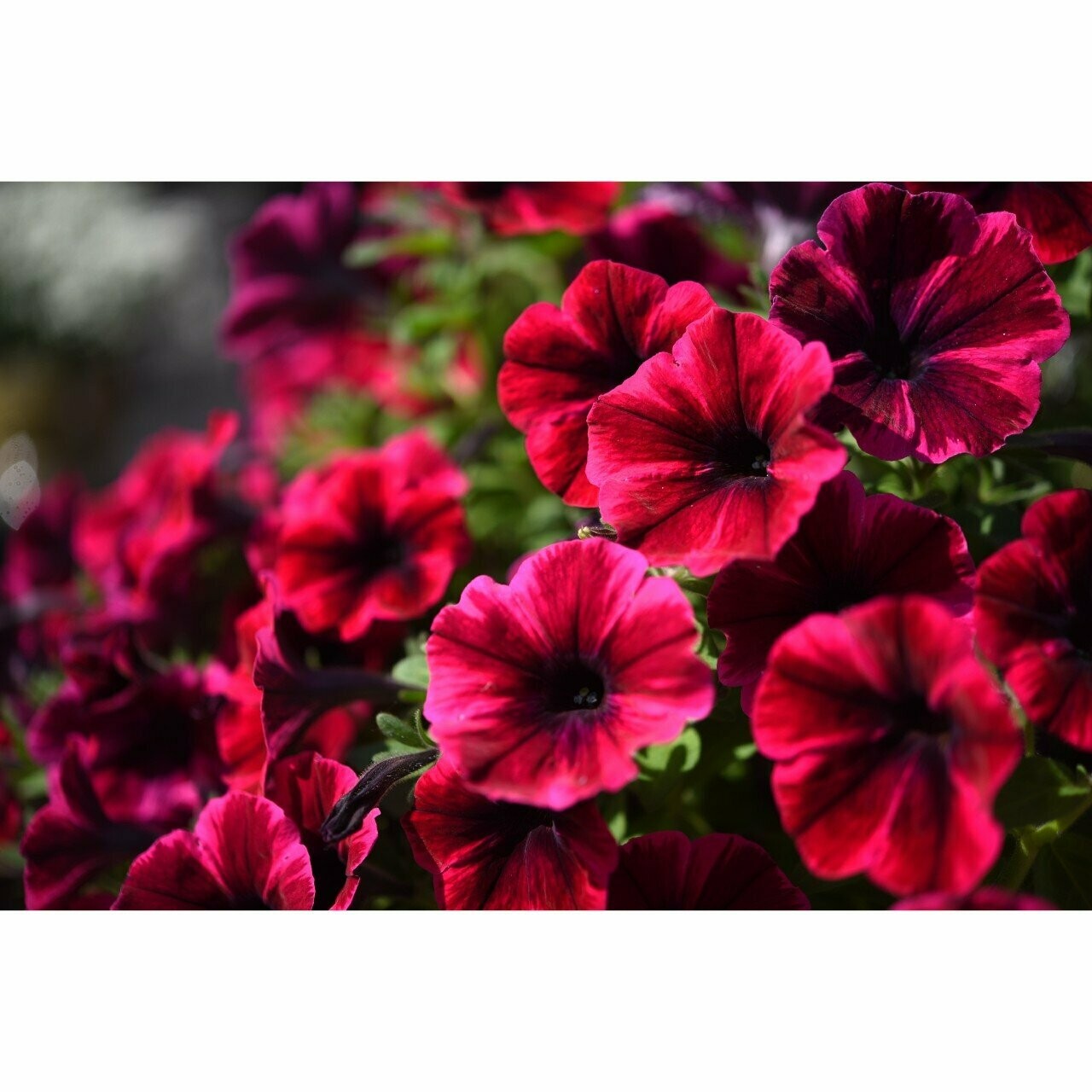 Petunia Sweetunia Suzie Storm