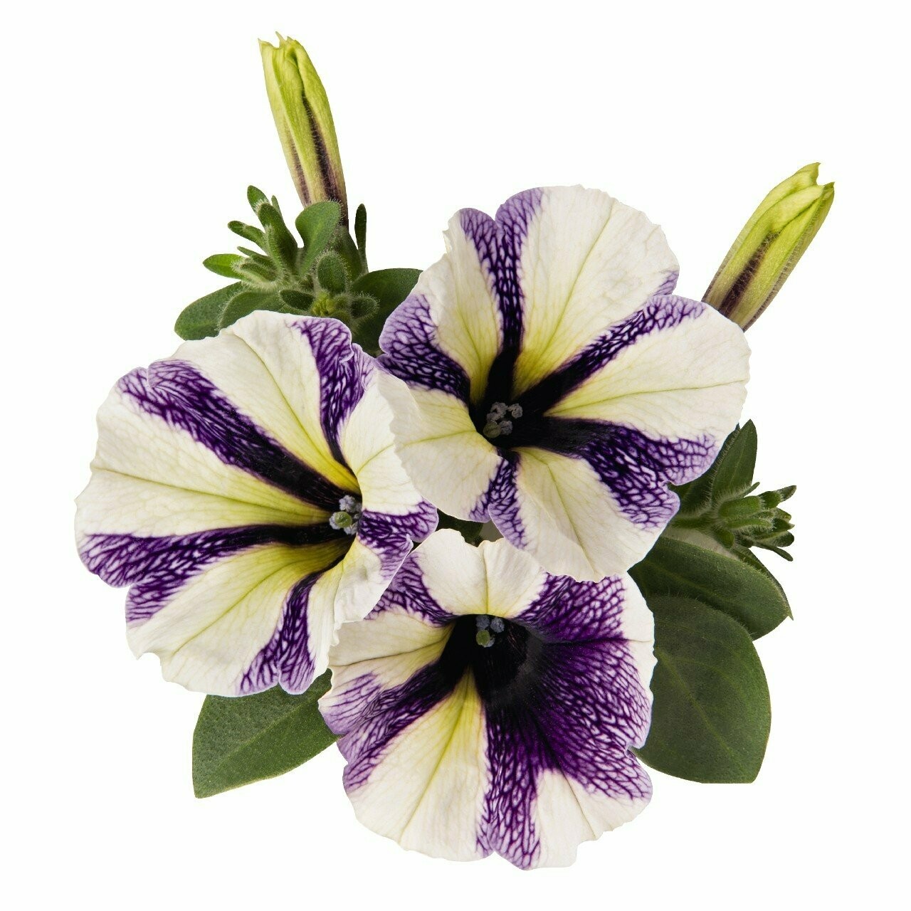 Petunia Potunia Blueberry Muffin