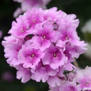 Verbena EnduraScape Pink Bicolor