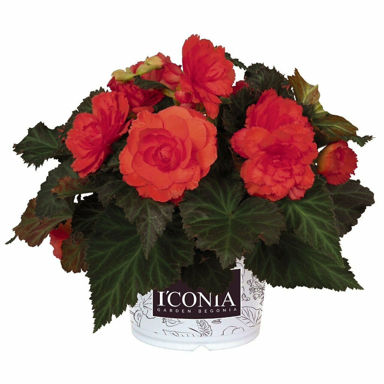Begonia I’Conia Portofino Hot Coral