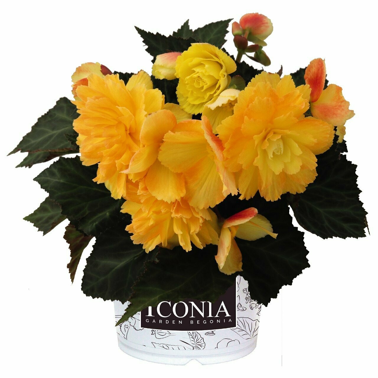 Begonia I’Conia Portofino Citrix