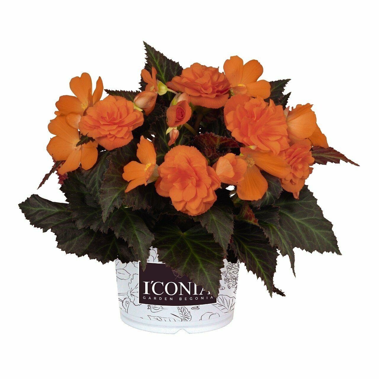 Begonia I’Conia Portofino Hot Orange