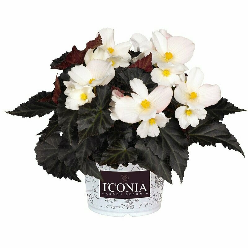 Begonia I’Conia Upright White