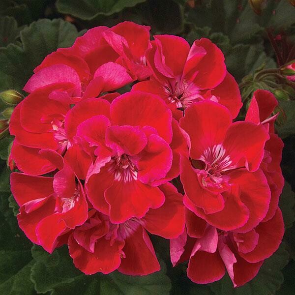 Geranium Moonlight Cranberry Blush