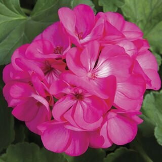 Geranium Rocky Mountain Deep Rose