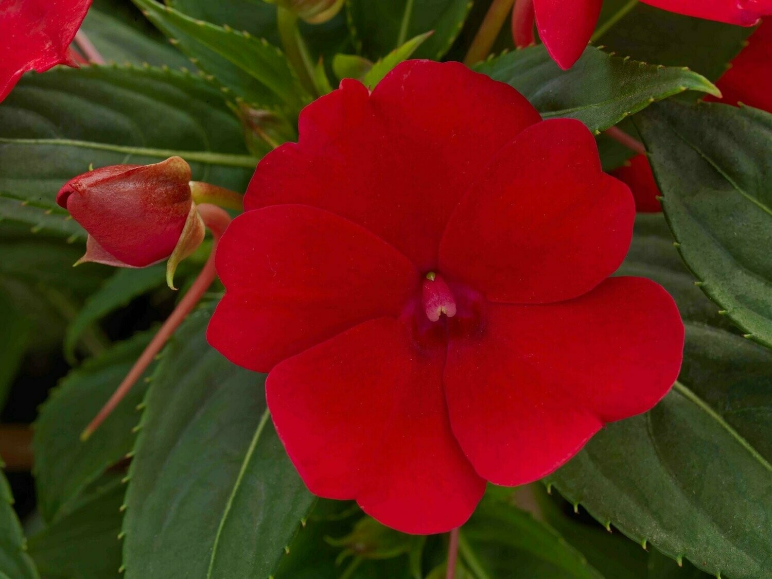 Impatiens SunPatiens Compact Fire Red