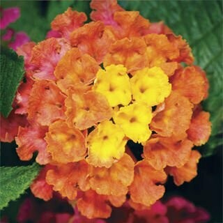 Lantana Bandana Cherry Sunrise