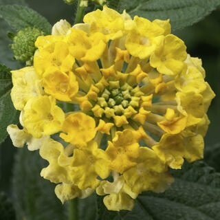 Lantana Bandana Lemon Zest