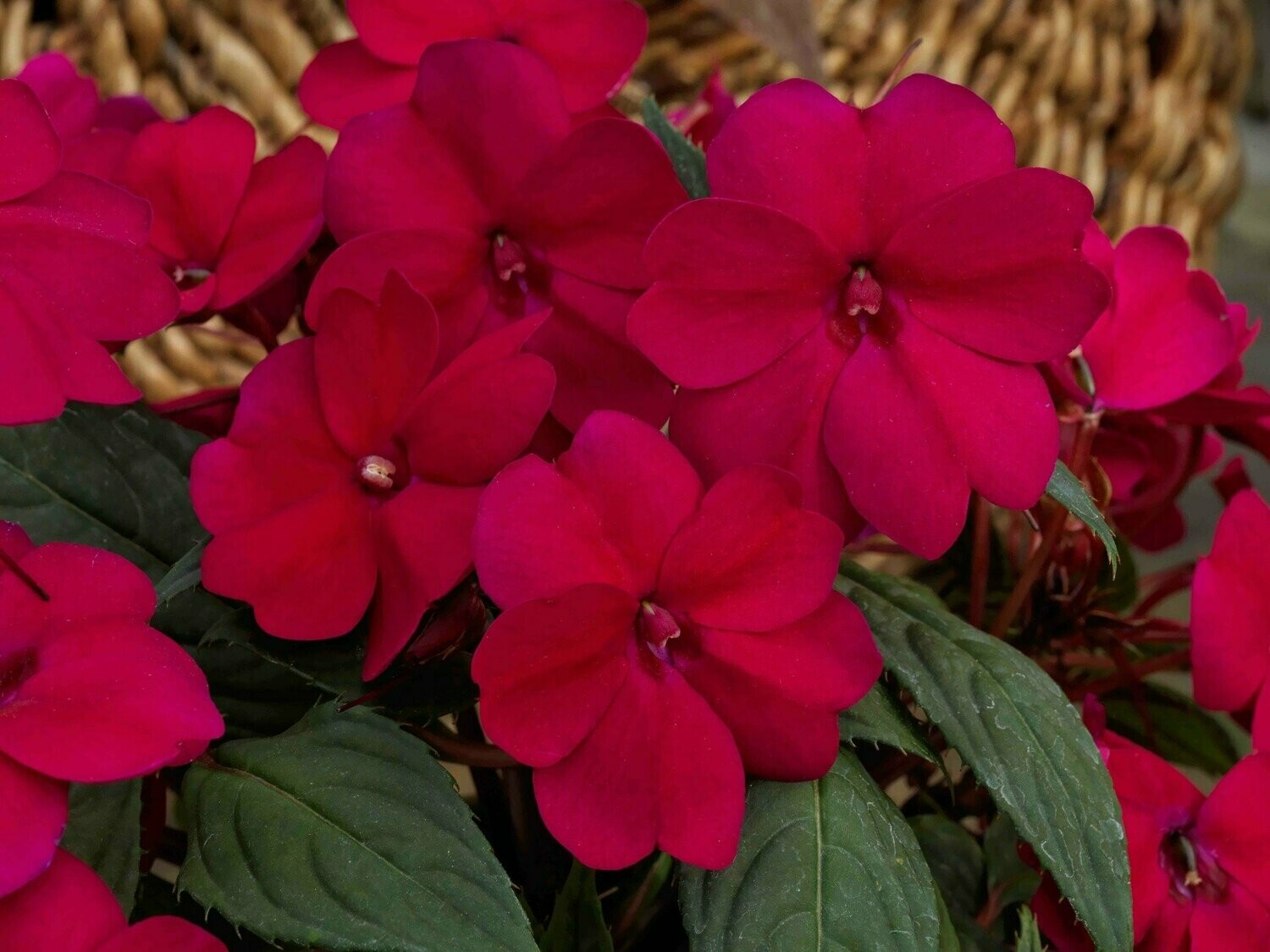 Impatiens SunPatiens Compact Royal Magenta