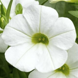 Calibrachoa Callie White