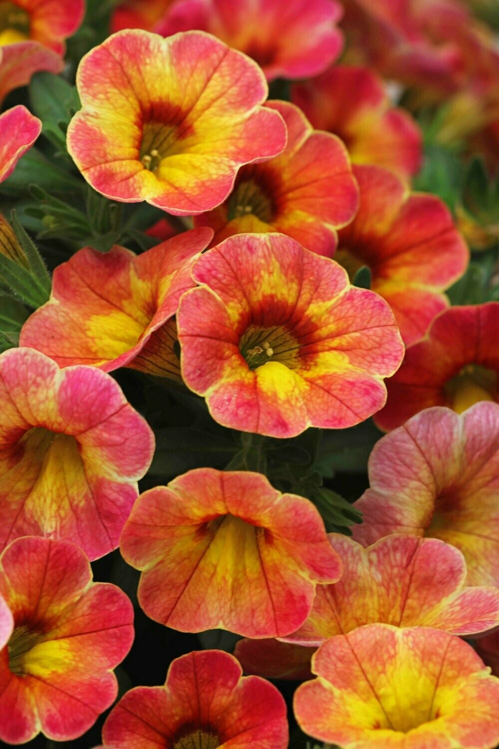 Calibrachoa Chameleon Atomic Orange