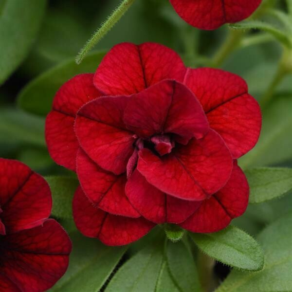 Calibrachoa Uno Double Red