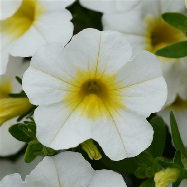 Calibrachoa MiniFamous Neo White+Yellow Eye