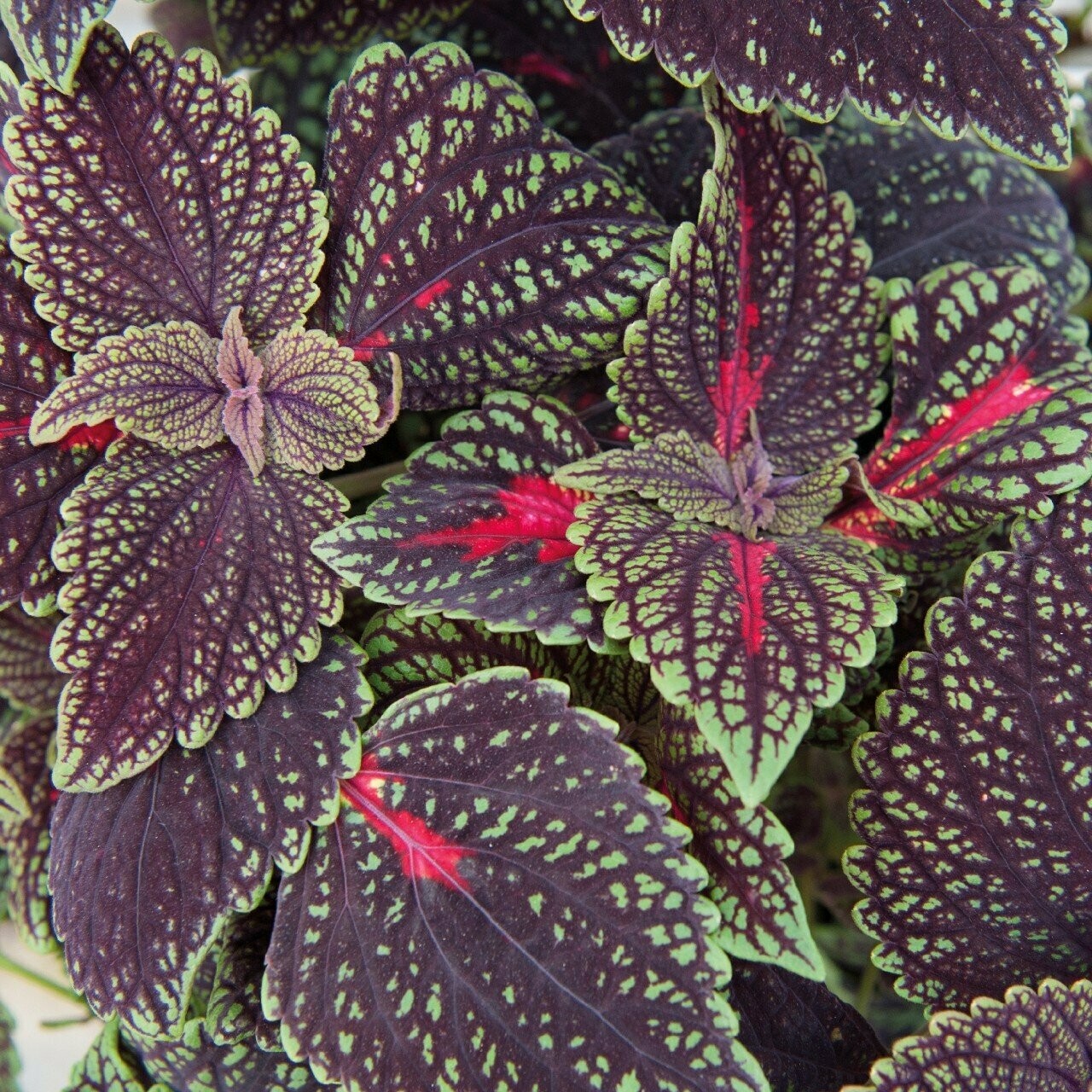 Coleus Main Street Abbey Road