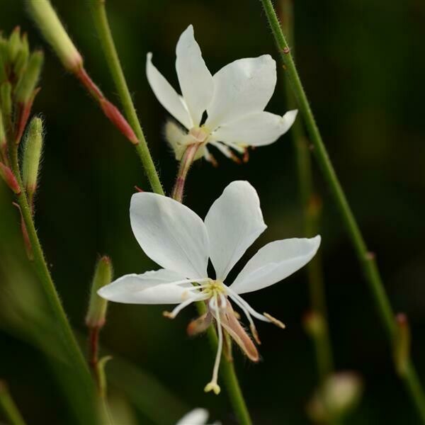 Gaura Belleza White