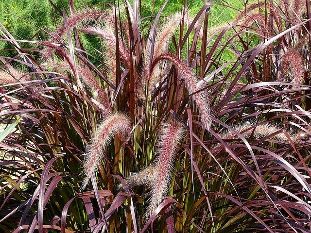 Grass Pennisetum Red Rubrum