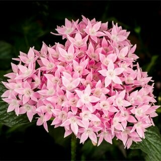 Pentas Starcluster Pink