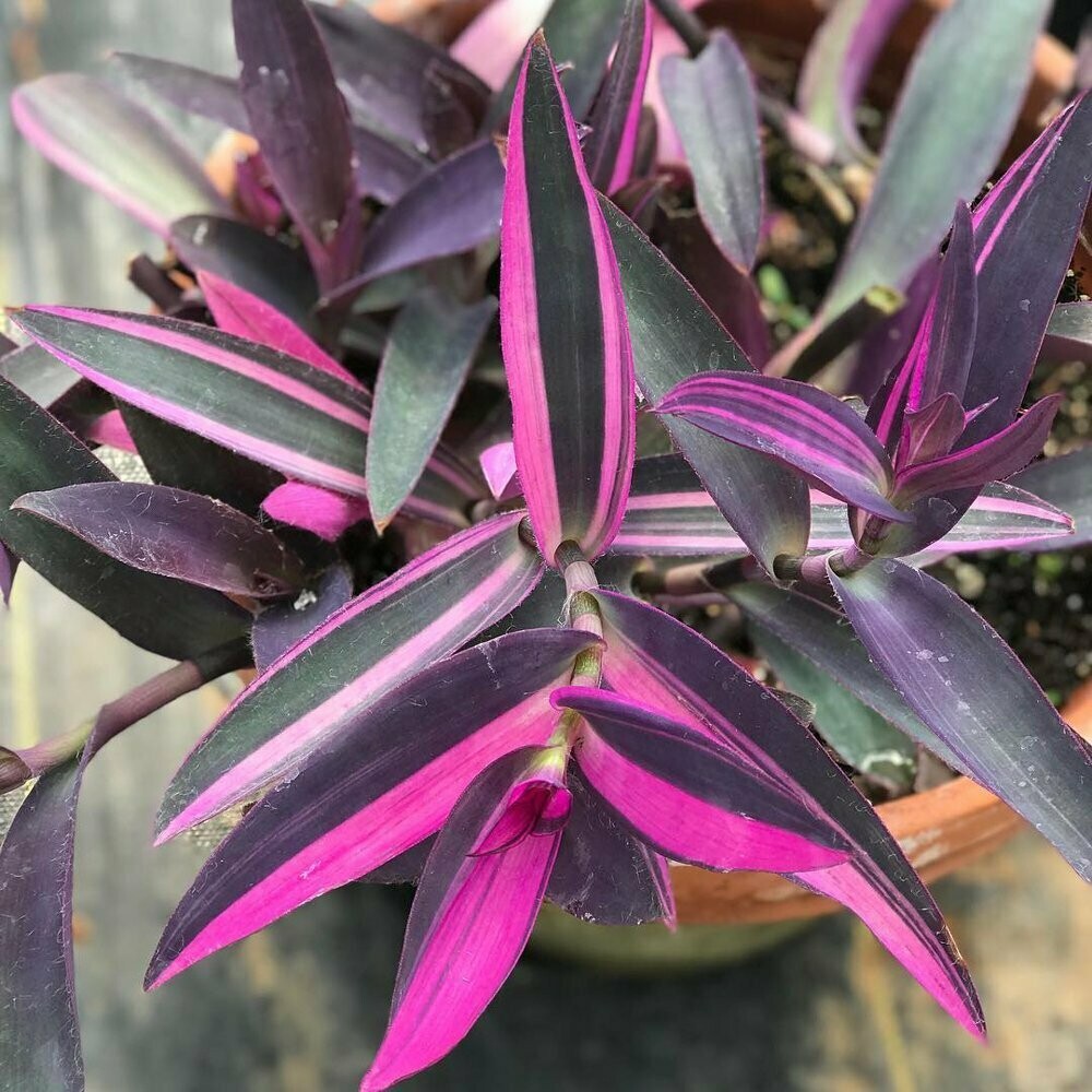 Setcreasea Purple Variegata
