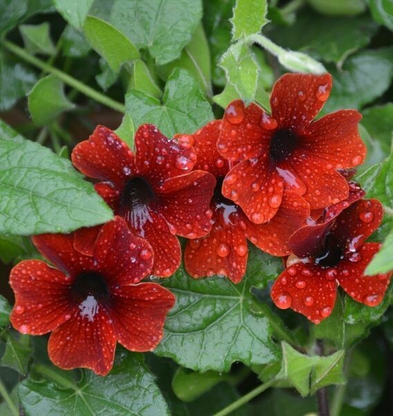 Thunbergia Sunny Susy Brownie