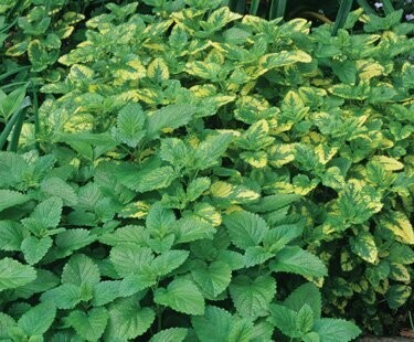 Lemon Balm