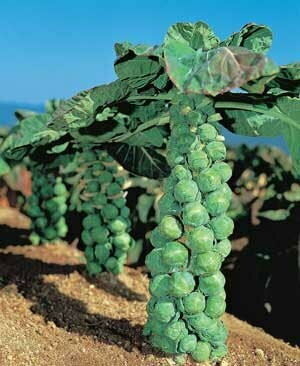 Brussels Sprouts (Jade Cross)