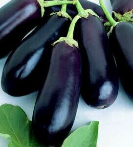 Eggplant