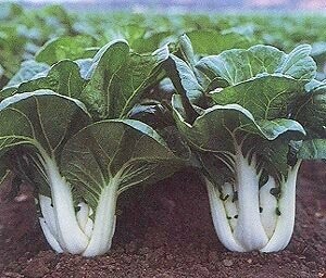 Pak Choi (Joi Choi)