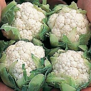 Cauliflower, Type: Amazing