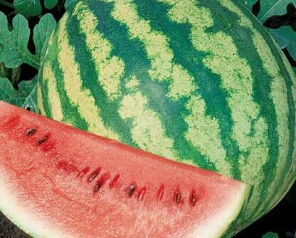 Watermelon, Type: Crimson Sweet​