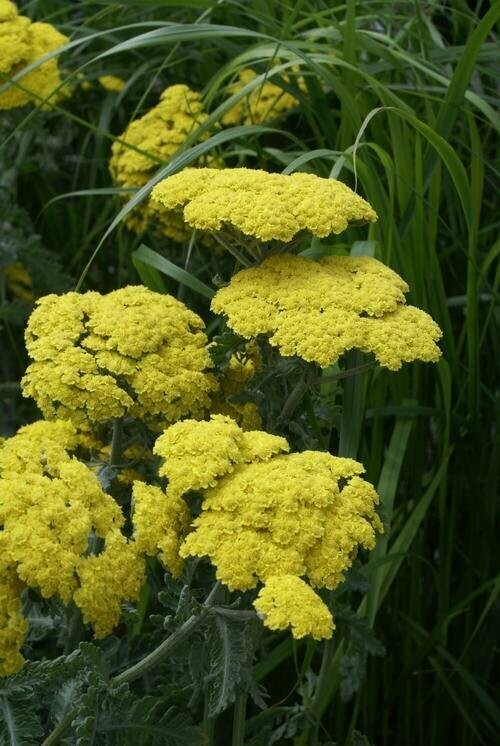 Achillea Moonshine