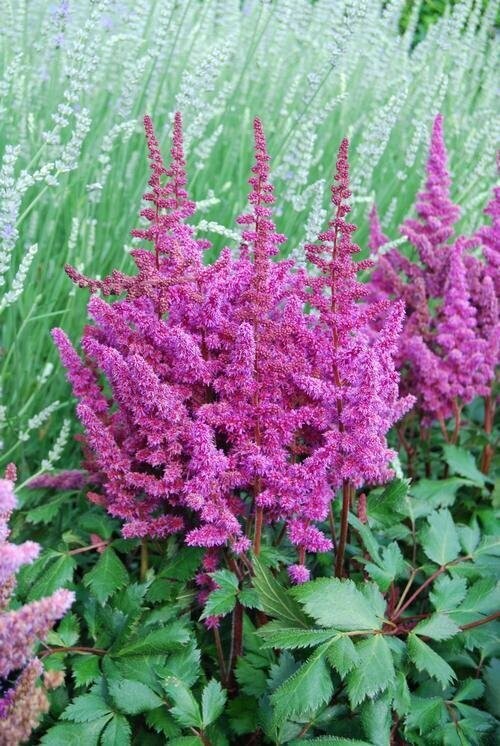 Astilbe Chinensis Vision in Red