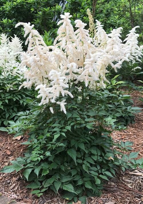 Astilbe Japonica Deutchland