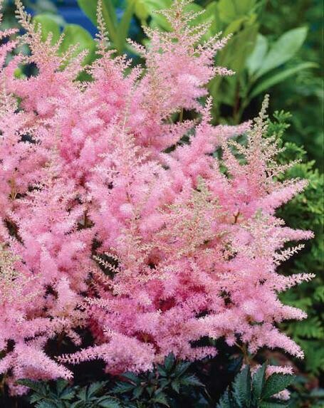 Astilbe Simplicifolia Key Largo