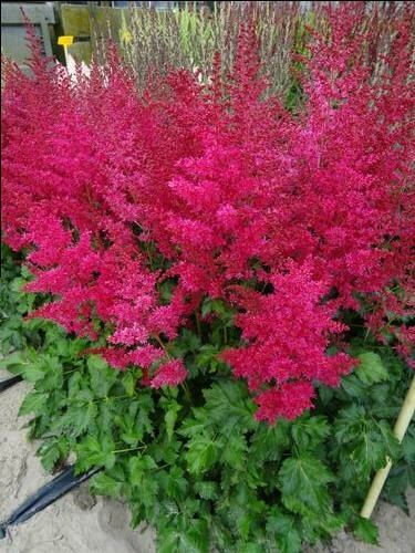 Astilbe Heavy Metal