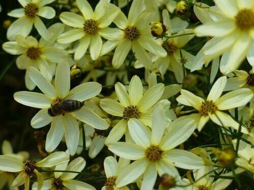 Coreopsis Verticillata Moonbeam