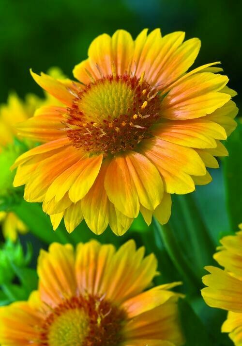 Gaillardia Aristata Arizona Apricot