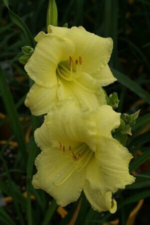 Hemerocallis Happy Returns