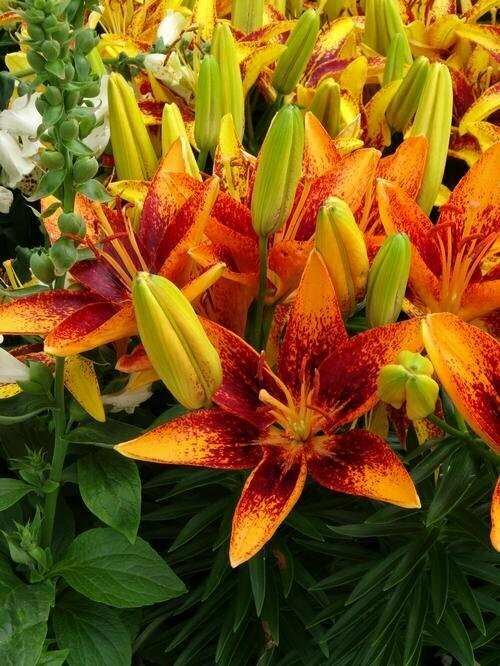 Lilium Lily Looks Tiny Orange Sensation