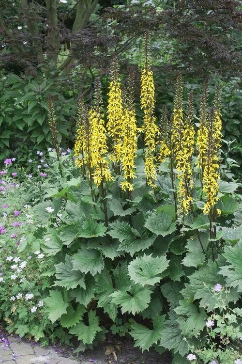 Ligulara Stenocephala Little Rocket