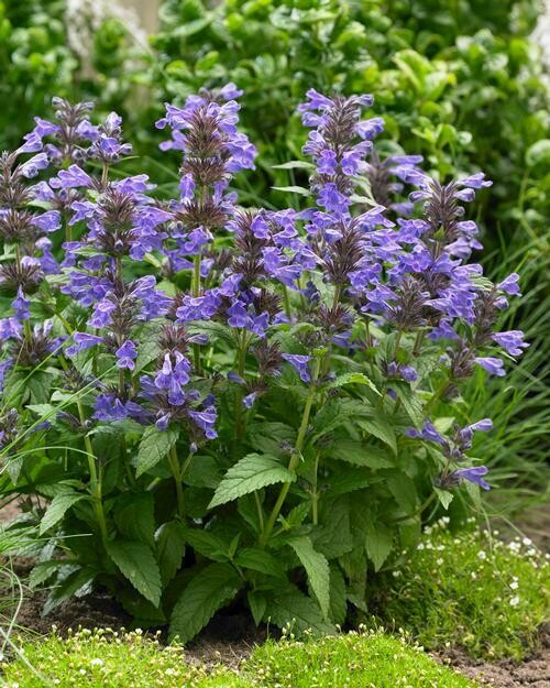 Nepeta Neptune