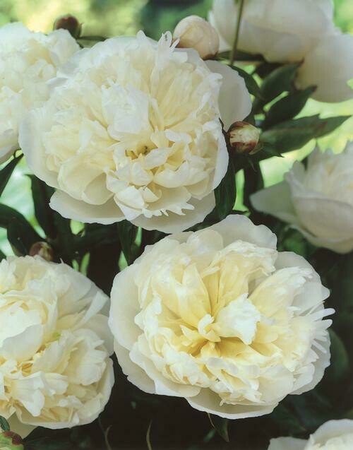 Peony Duchess De Nemours