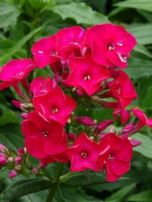 Phlox Paniculata Red Flame