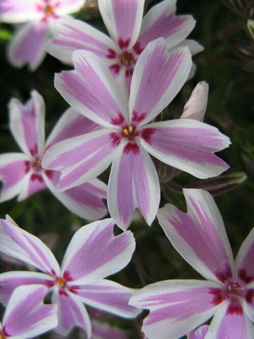 Phlox Subulata Candy Stripe