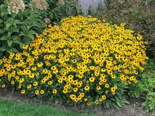 Rudbeckia American Gold Rush