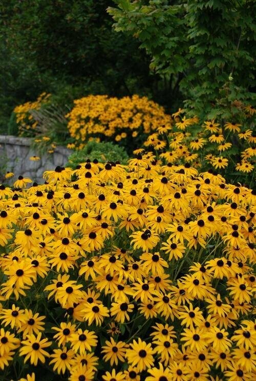 Rudbeckia Fulgida Goldsturm