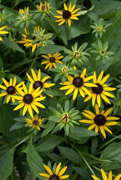 Rudbeckia Fulgida Little Goldstar