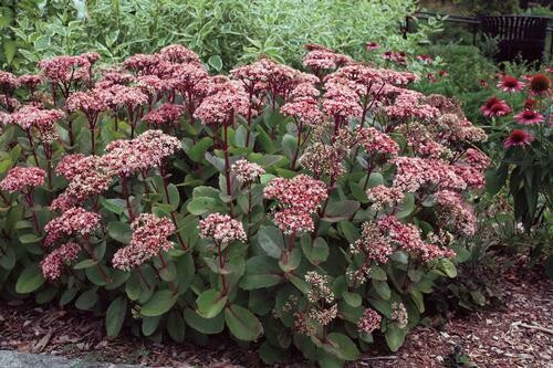 Sedum Matrona