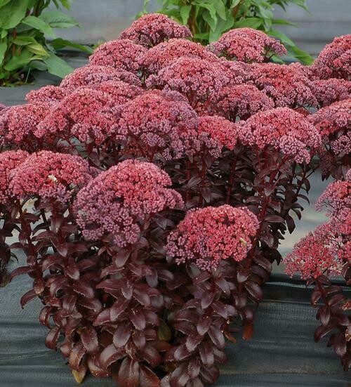 Sedum Telephium Dark Magic